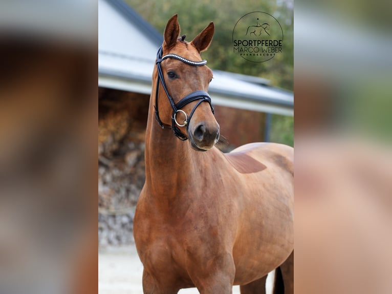 Caballo de deporte alemán Yegua 3 años 170 cm Alazán-tostado in Bad Zwischenahn