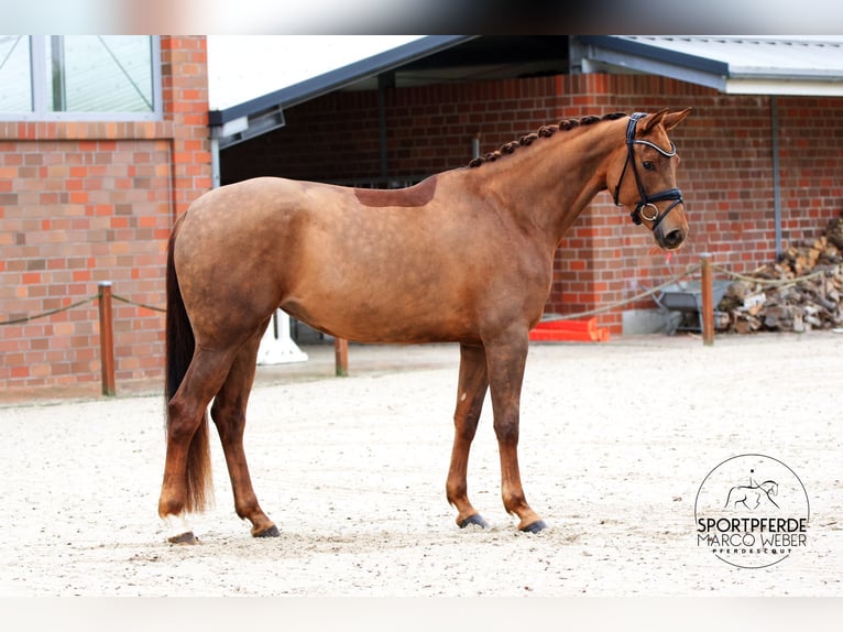 Caballo de deporte alemán Yegua 3 años 170 cm Alazán-tostado in Bad Zwischenahn