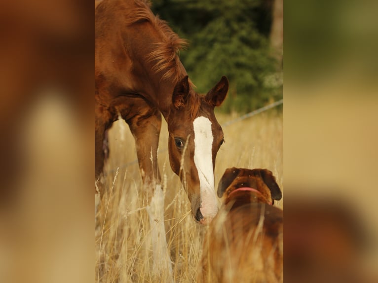 Caballo de deporte alemán Yegua 3 años 170 cm Alazán-tostado in Wandlitz