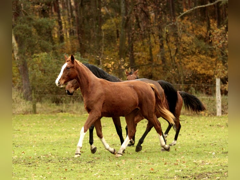 Caballo de deporte alemán Yegua 3 años 170 cm Alazán-tostado in Wandlitz