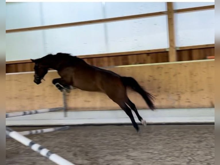 Caballo de deporte alemán Yegua 3 años 170 cm Castaño oscuro in Bad Griesbach im Rottal