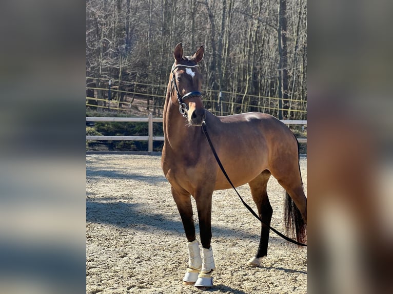 Caballo de deporte alemán Yegua 3 años 170 cm Castaño oscuro in Bad Griesbach im Rottal