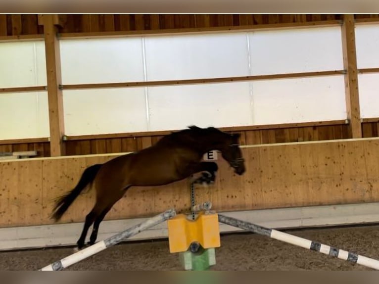 Caballo de deporte alemán Yegua 3 años 170 cm Castaño oscuro in Bad Griesbach im Rottal