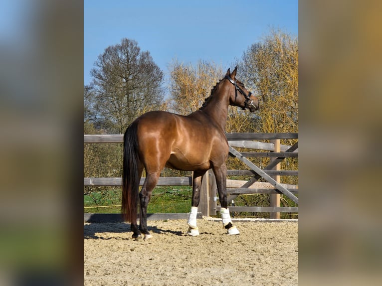 Caballo de deporte alemán Yegua 3 años 170 cm Castaño oscuro in Bad Griesbach im Rottal