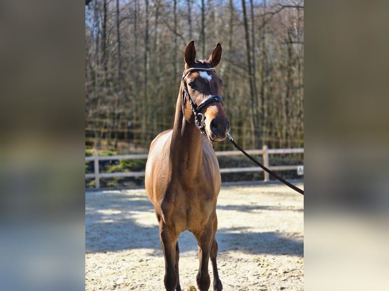 Caballo de deporte alemán Yegua 3 años 170 cm Castaño oscuro in Bad Griesbach im Rottal