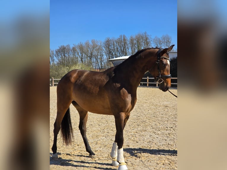 Caballo de deporte alemán Yegua 3 años 170 cm Castaño oscuro in Bad Griesbach im Rottal
