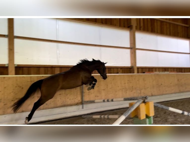 Caballo de deporte alemán Yegua 3 años 170 cm Castaño oscuro in Bad Griesbach im Rottal