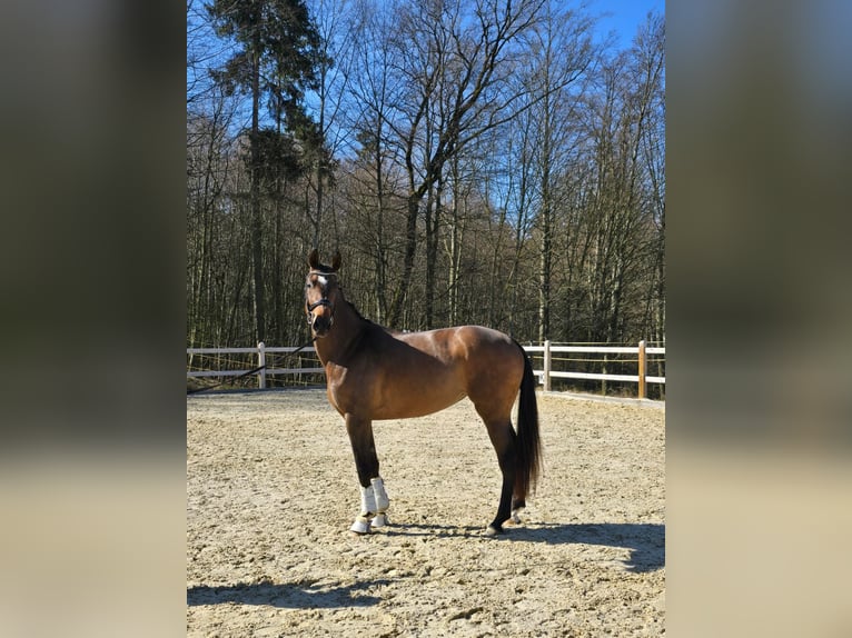 Caballo de deporte alemán Yegua 3 años 170 cm Castaño oscuro in Bad Griesbach im Rottal