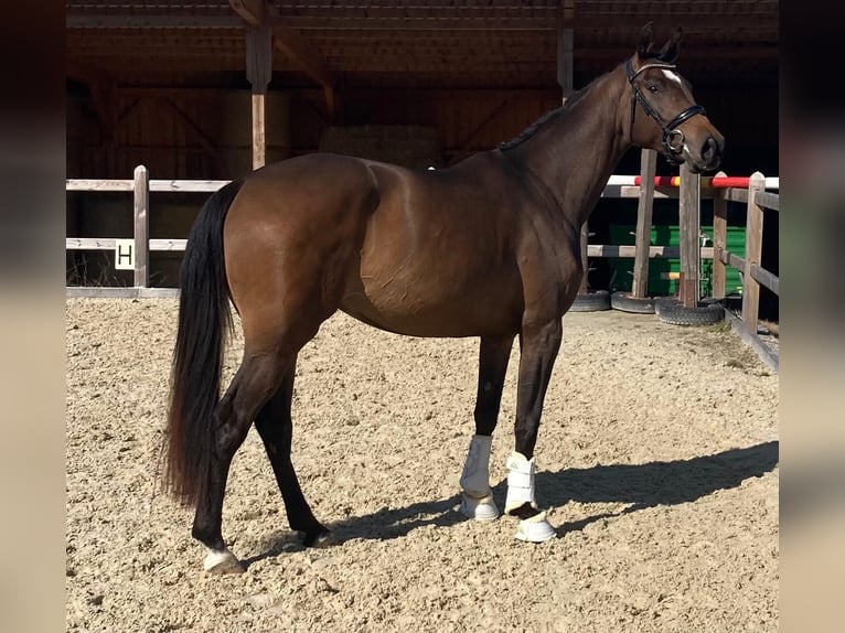 Caballo de deporte alemán Yegua 3 años 170 cm Castaño oscuro in Bad Griesbach im Rottal