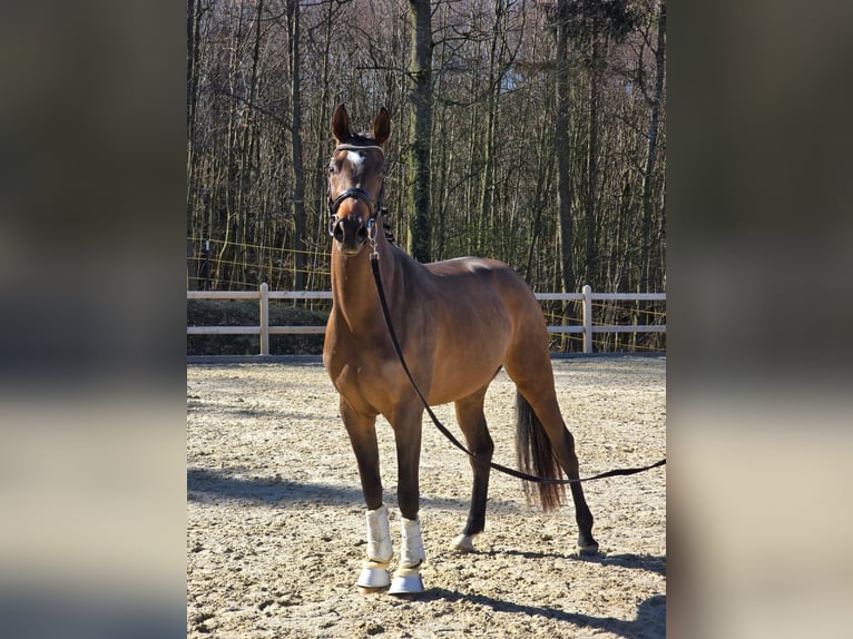 Caballo de deporte alemán Yegua 3 años 170 cm Castaño oscuro in Bad Griesbach im Rottal