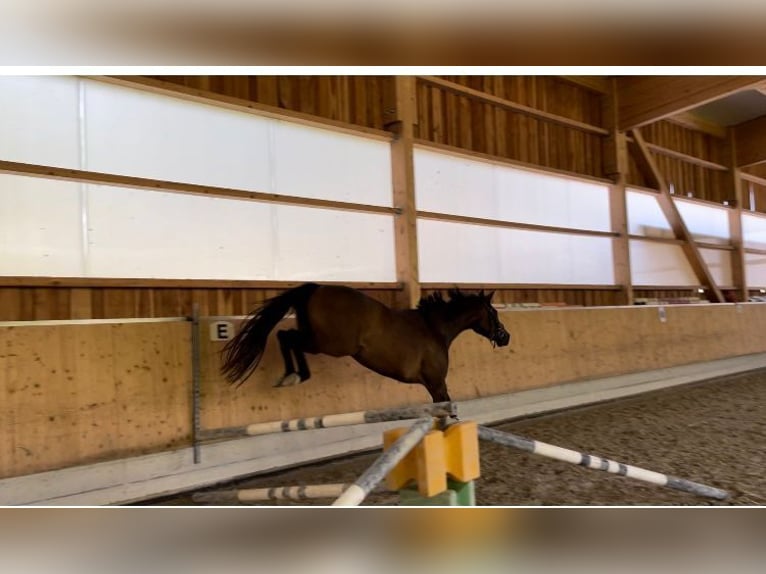 Caballo de deporte alemán Yegua 3 años 170 cm Castaño oscuro in Bad Griesbach im Rottal
