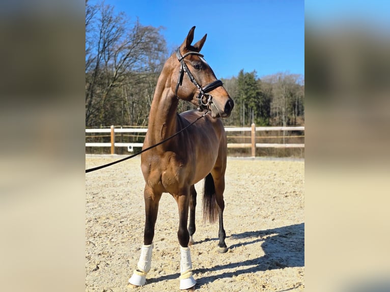 Caballo de deporte alemán Yegua 3 años 170 cm Castaño oscuro in Bad Griesbach im Rottal