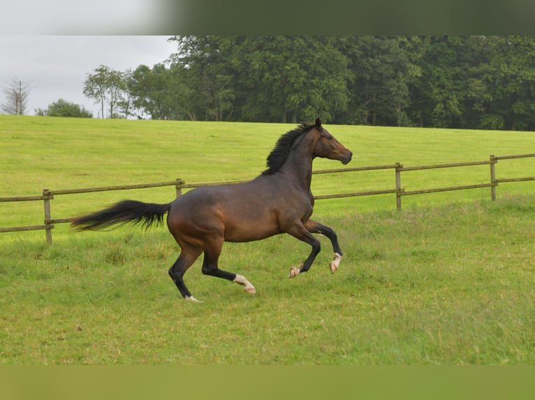 Caballo de deporte alemán Yegua 3 años 170 cm Castaño oscuro in Radevormwald