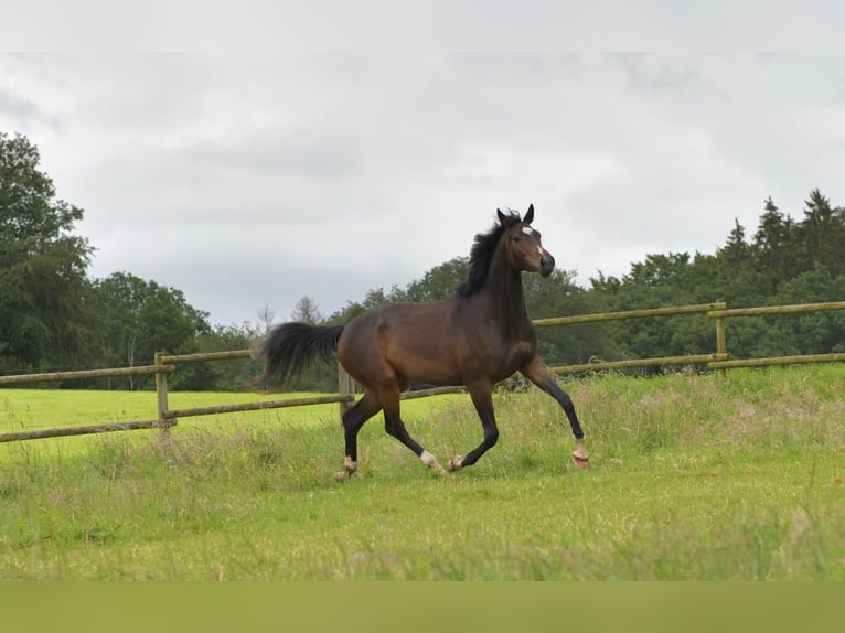 Caballo de deporte alemán Yegua 3 años 170 cm Castaño oscuro in Radevormwald