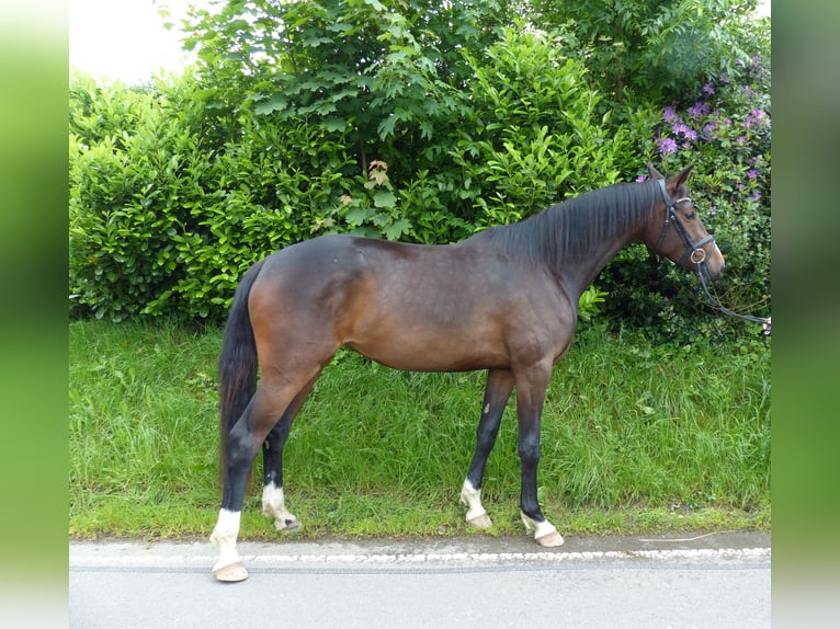 Caballo de deporte alemán Yegua 3 años 170 cm Castaño oscuro in Radevormwald