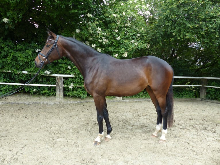 Caballo de deporte alemán Yegua 3 años 170 cm Castaño oscuro in Radevormwald