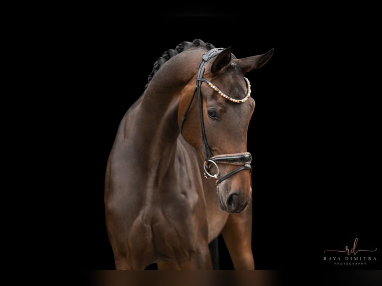 Caballo de deporte alemán Yegua 3 años 170 cm Castaño oscuro in Wehringen