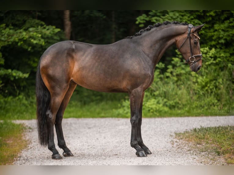 Caballo de deporte alemán Yegua 3 años 170 cm Castaño oscuro in Wehringen
