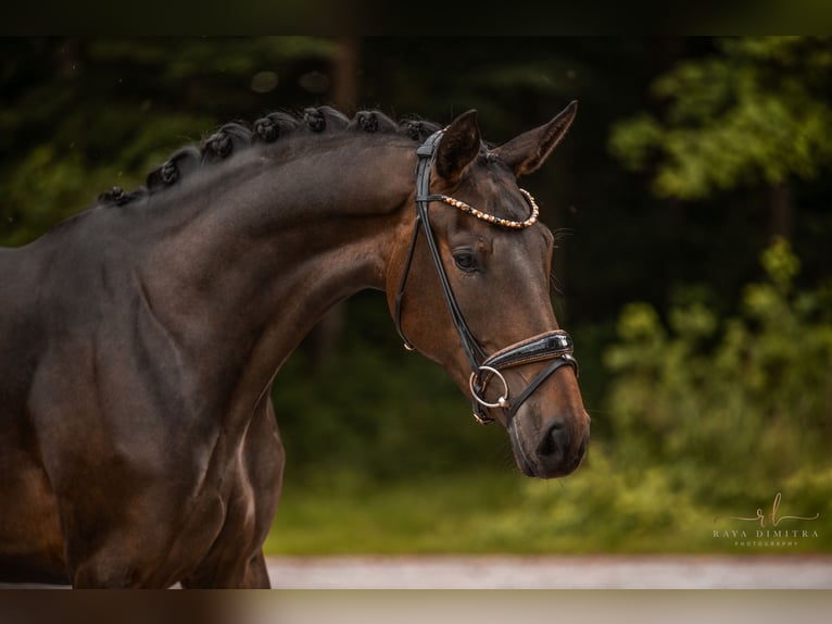 Caballo de deporte alemán Yegua 3 años 170 cm Castaño oscuro in Wehringen