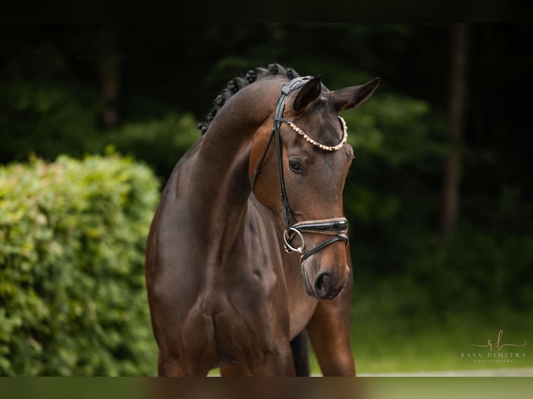 Caballo de deporte alemán Yegua 3 años 170 cm Castaño oscuro in Wehringen