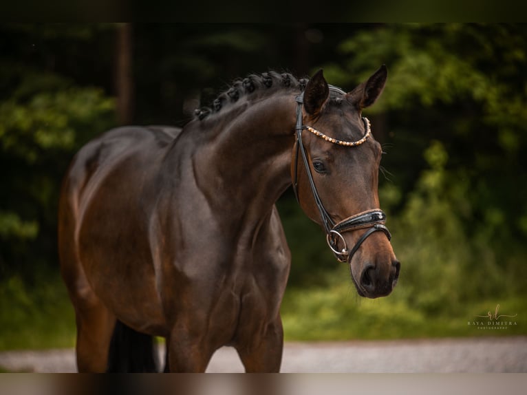 Caballo de deporte alemán Yegua 3 años 170 cm Castaño oscuro in Wehringen