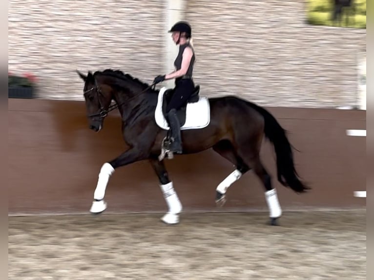 Caballo de deporte alemán Yegua 3 años 170 cm Castaño oscuro in Wehringen
