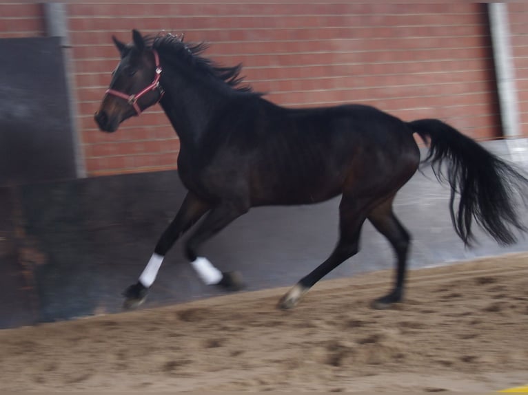 Caballo de deporte alemán Yegua 3 años 170 cm Morcillo in Kirchheim