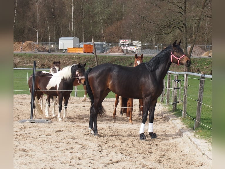 Caballo de deporte alemán Yegua 3 años 170 cm Morcillo in Kirchheim