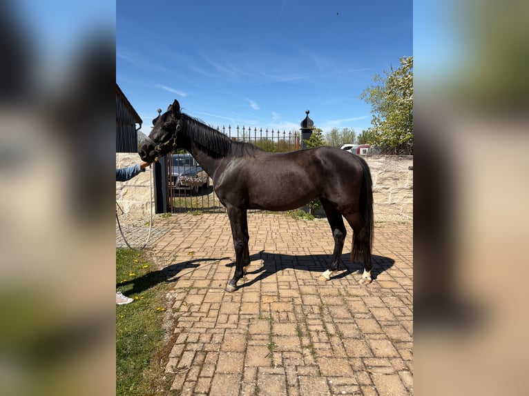 Caballo de deporte alemán Yegua 3 años 170 cm Negro in Deining