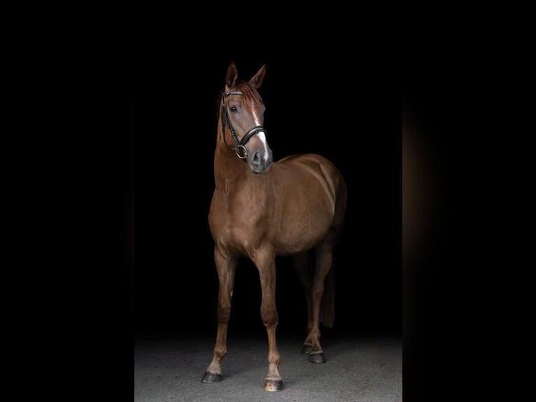 Caballo de deporte alemán Yegua 3 años 171 cm Alazán in Ostfildern