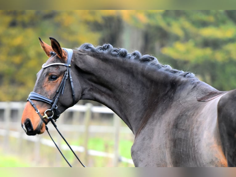 Caballo de deporte alemán Yegua 3 años 171 cm Castaño in Klötze ot Neuendorf