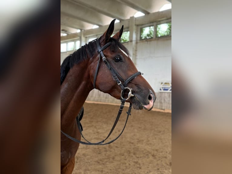 Caballo de deporte alemán Yegua 3 años 171 cm Castaño in Hüttenrode