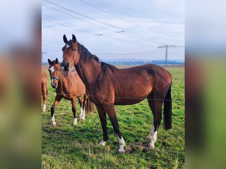 Caballo de deporte alemán Yegua 3 años 171 cm Castaño in Hüttenrode