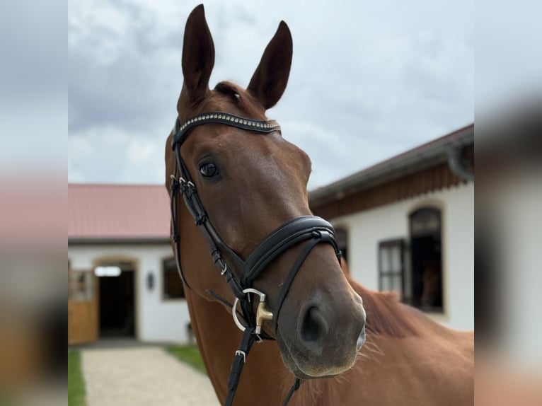 Caballo de deporte alemán Yegua 3 años 172 cm Alazán in Jengen