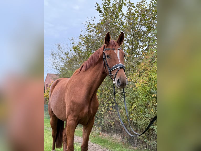 Caballo de deporte alemán Yegua 3 años 172 cm Alazán in Schönwalde-Glien