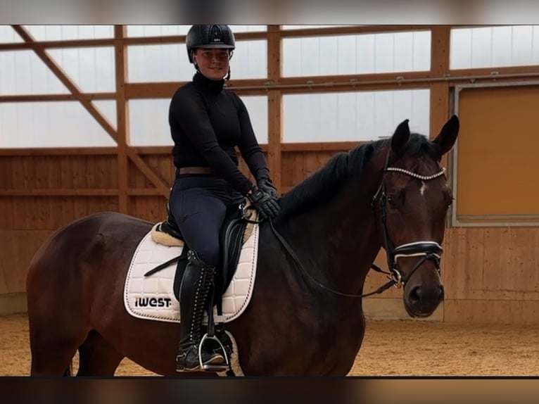 Caballo de deporte alemán Yegua 3 años 172 cm Castaño oscuro in Jengen