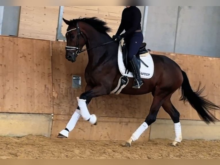 Caballo de deporte alemán Yegua 3 años 172 cm Castaño oscuro in Jengen