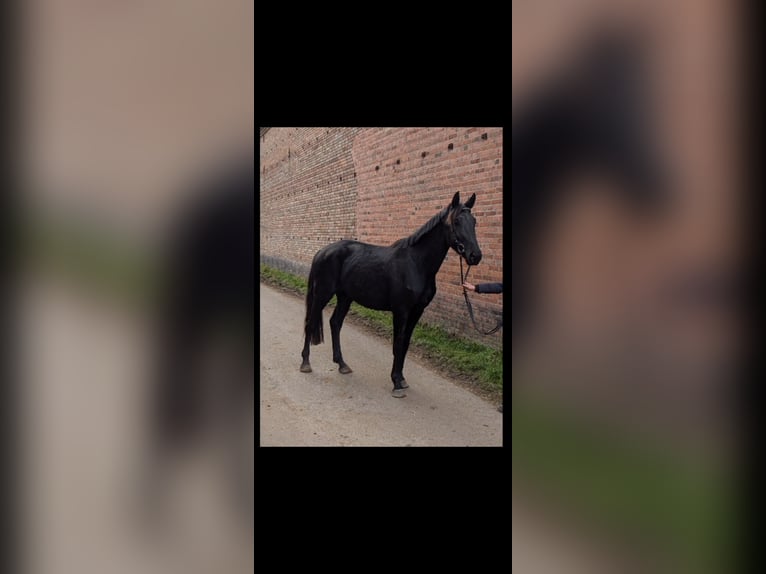 Caballo de deporte alemán Yegua 3 años 172 cm Negro in Libbesdorf