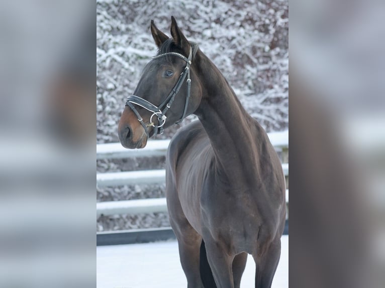 Caballo de deporte alemán Yegua 3 años 173 cm Castaño oscuro in Bautzen
