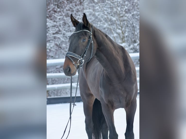 Caballo de deporte alemán Yegua 3 años 173 cm Castaño oscuro in Bautzen