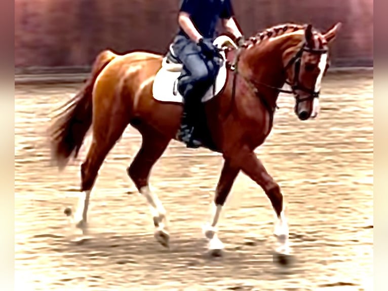 Caballo de deporte alemán Yegua 3 años 174 cm Alazán in L&#xF6;wenberger LandNassenheide