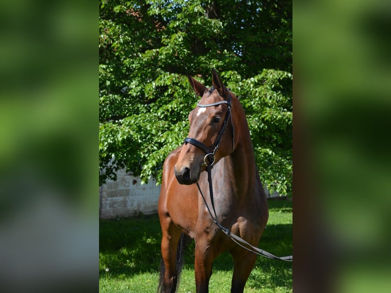 Caballo de deporte alemán Yegua 3 años 175 cm Castaño in Arnstadt