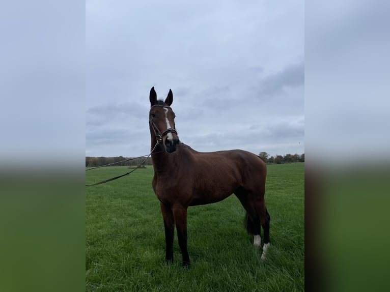 Caballo de deporte alemán Yegua 3 años 176 cm Castaño in Bad bederkesa