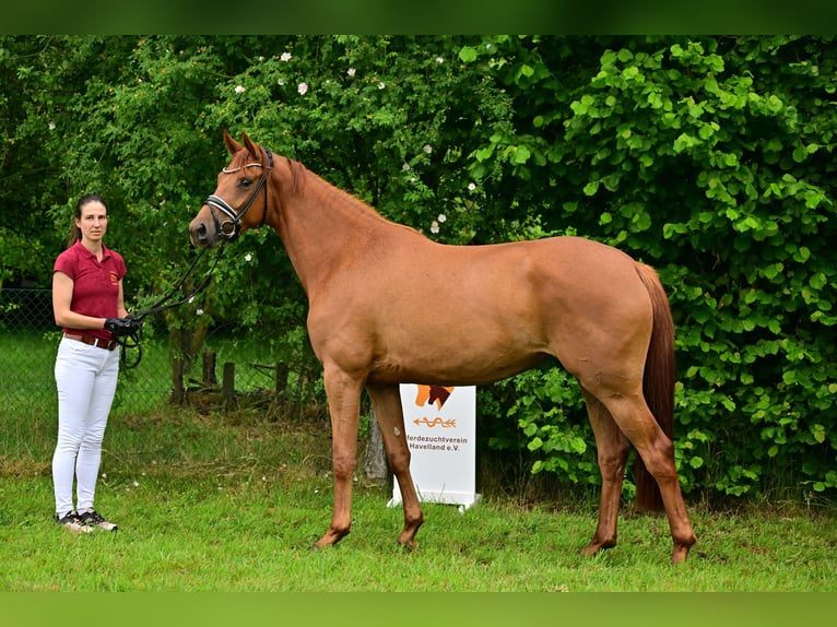 Caballo de deporte alemán Yegua 3 años Alazán in Schönwalde