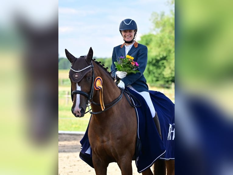 Caballo de deporte alemán Yegua 3 años Alazán in Schönwalde