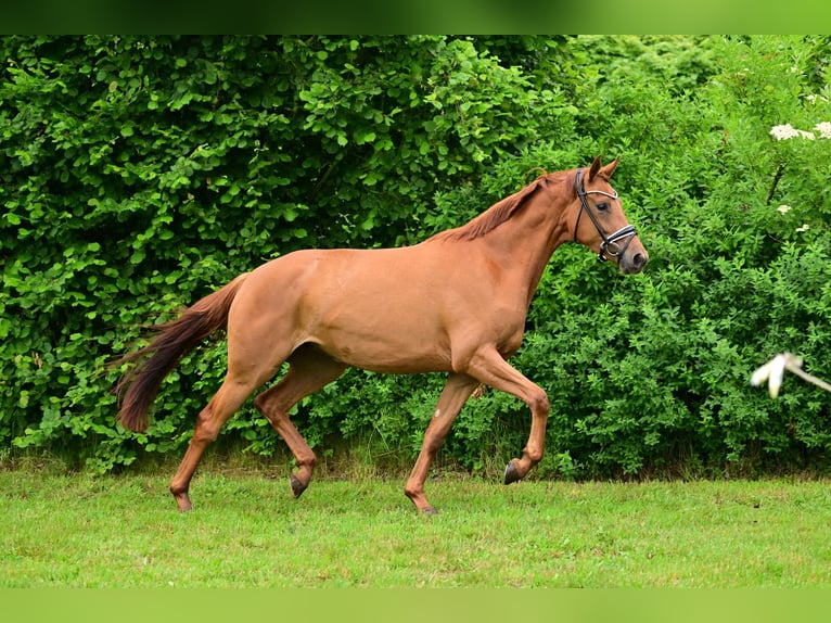 Caballo de deporte alemán Yegua 3 años Alazán in Schönwalde