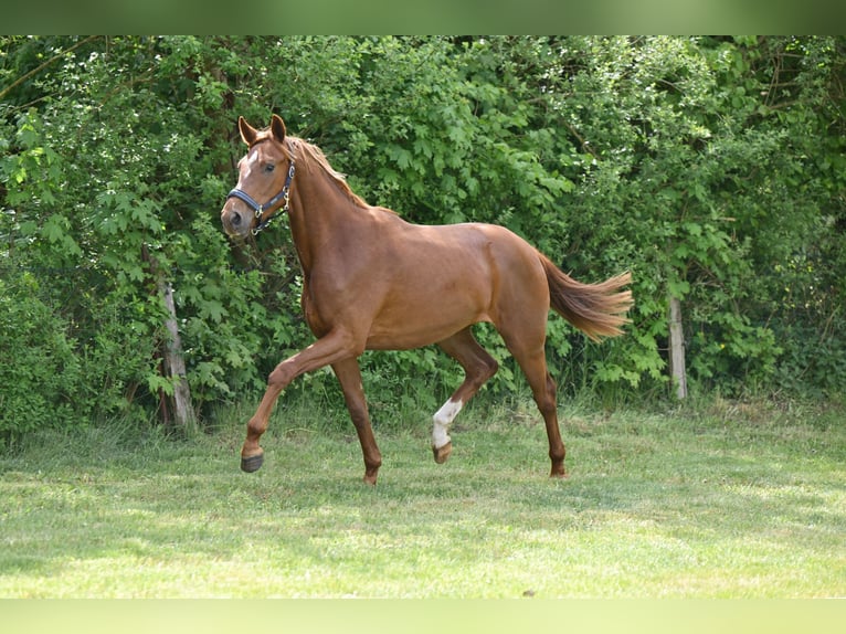 Caballo de deporte alemán Yegua 3 años Alazán-tostado in Schönwalde-Glien