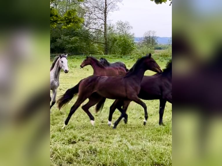 Caballo de deporte alemán Yegua 3 años in Bad Griesbach im Rottal