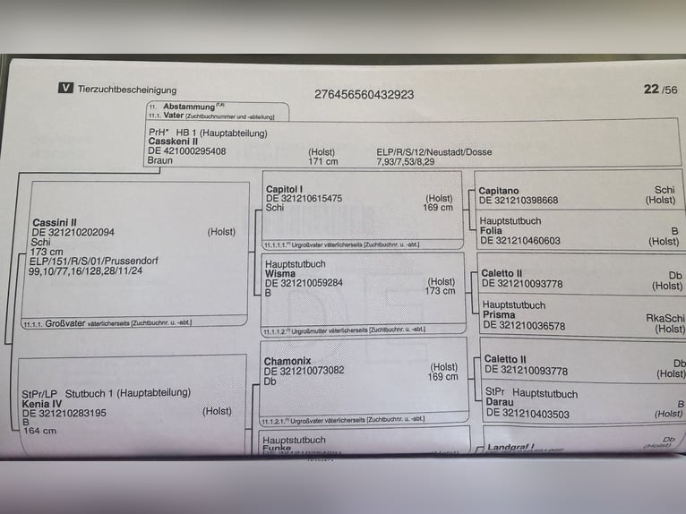 Caballo de deporte alemán Yegua 3 años Castaño in Oranienbaum Wörlitz