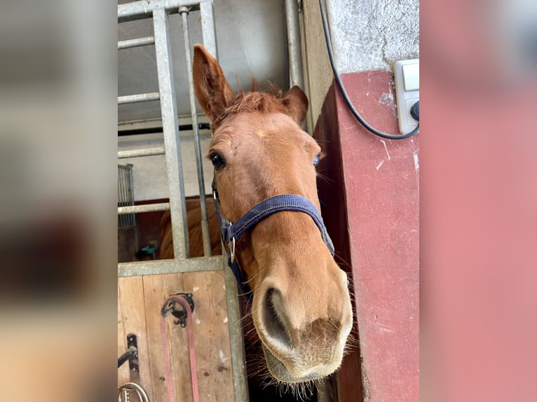 Caballo de deporte alemán Yegua 4 años 152 cm Alazán in NeuchingNeuching
